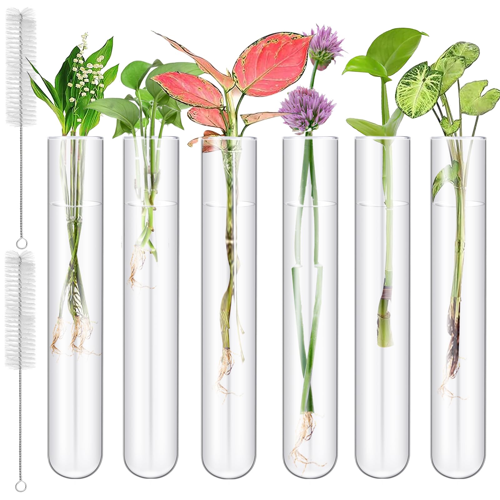 Photo 1 of Worldity 6Pcs 100 ml Glass Test Tubes, 7.87 Inch Glass Tubes for Plants, Plant Propagation Tube with Brush, Clear Test Tube for Scientific Experiments, Party and Home Office Wall Decor