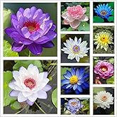 100 pcs Lotus Seeds | Mix Colors Lotus Flower Seeds | Bonsai Aquatic Plants Flower Seeds | Lotus Bowl Seeds | Home Decor | fo