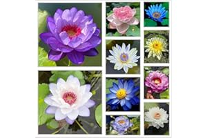 100 pcs Lotus Seeds | Mix Colors Lotus Flower Seeds | Bonsai Aquatic Plants Flower Seeds | Lotus Bowl Seeds | Home Decor | fo