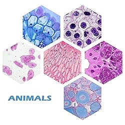 Prolee 200 Packs Microscope Slides, 100 Plants