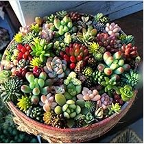 Amazon Com Seeds Of Strength Mixture 0 多種多肉植物種子花園和家庭盆景花卉植物 露臺 草皮與花園 Amazon Com Seeds Of Strength Mixture 0 多種多肉植物種子花園和家庭盆景花卉植物 露臺 草皮與花園