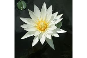 QAUZUY GARDEN 90 White Lotus Flower Seeds, Heirloom Aquatic Ornamental Flowers Seed Outdoor Garden Pool Decor