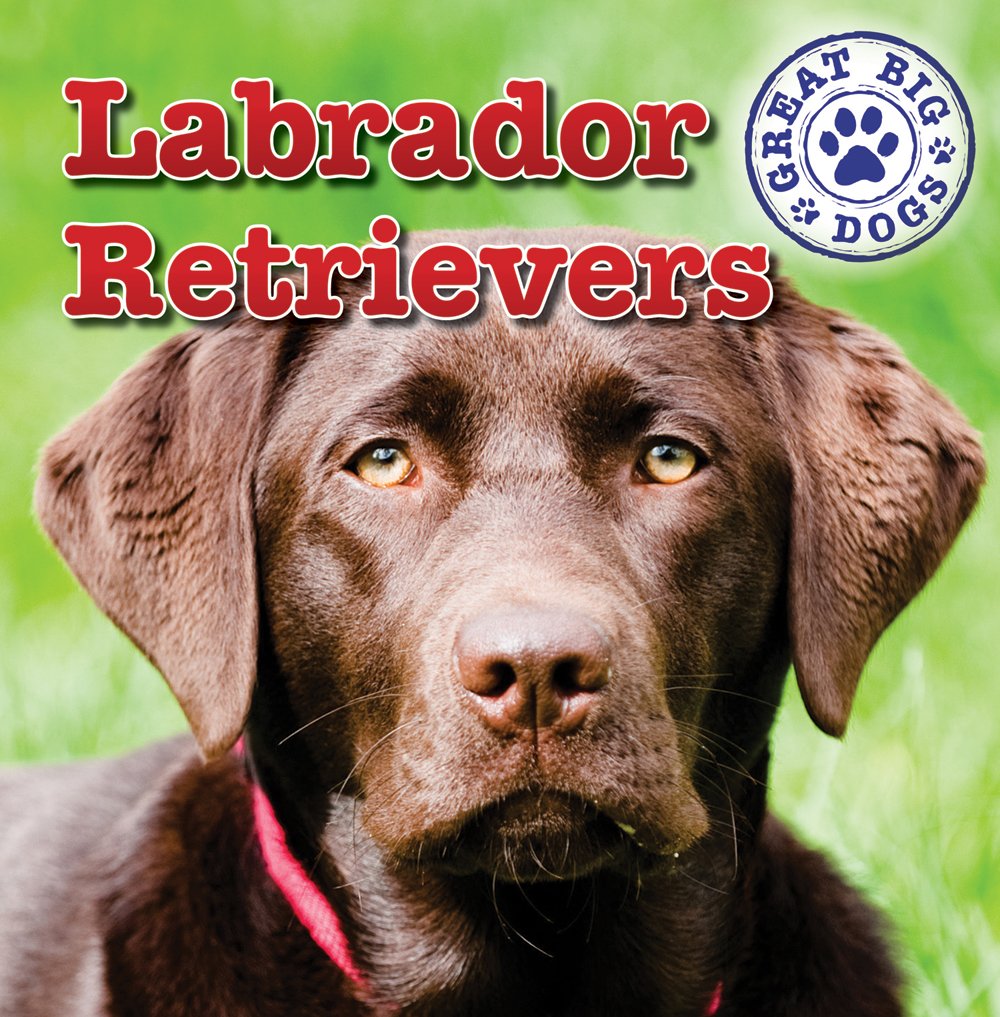 labrador retriever big dogs