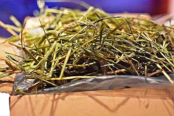 Amazon 業務用 年新刈り スーパープレミアムチモシー １番狩り ダブルプレス うさぎ モルモット デグー チンチラ などの草食動物の牧草 ５kg 美味しいエサ屋 フード 通販