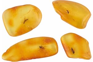 ELEGAMBER Baltic Amber Natural Fossil Insects,Insects from Millions of Years ago-Four Sets,True Insect Samples-Science Classroom Science Education Animal Specimens (Small Amber Fossil Insects)