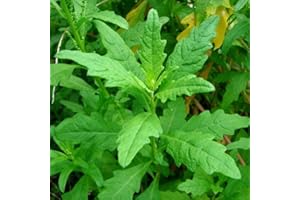 PALM BEACH MEDICINAL HERBS Epazote Seeds (Dysphania ambrodioides) Packet of 100 Seeds