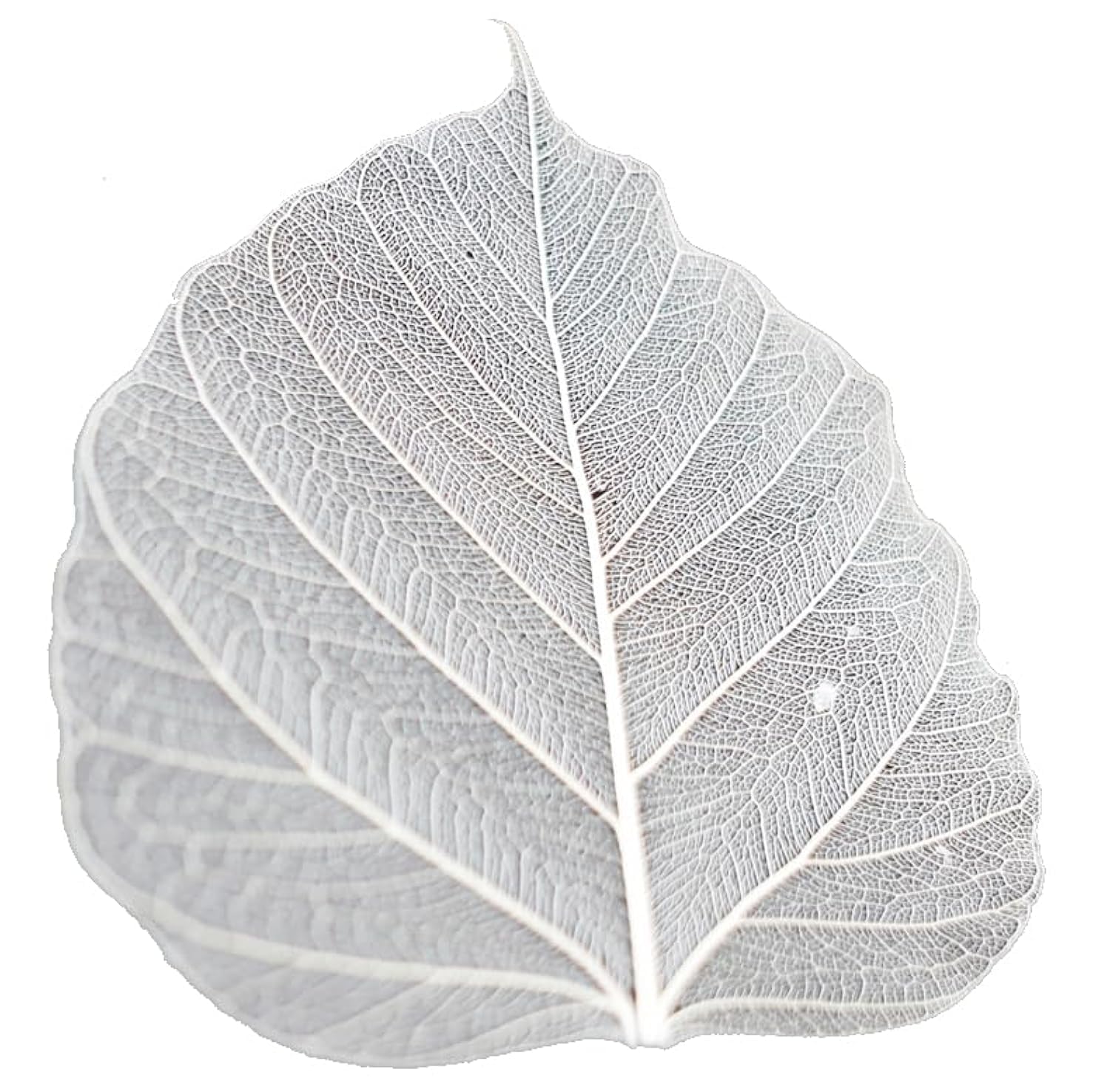 50 Pcs Bodhi Leaf Translucent Leaves Pho Bodhi Tree Veined Leaf Natural Laced Leaves Scrapbooking Craft Card Wedding (5.5-6.4 in. Natural Color)