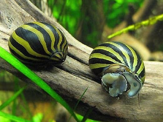 live freshwater snails for sale