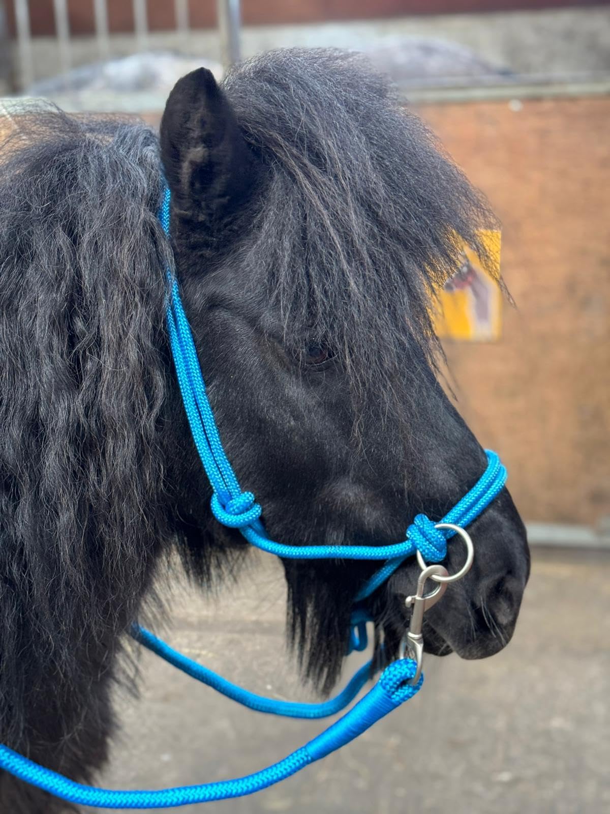 Rope headcollar with Reins for use of Bitless Horse Riding Full to Mini Shet 5 Colours (Sky, Cob)