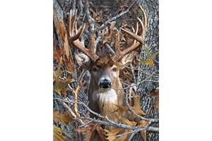 TISHIRON Deer Diamond Art Painting Kits 5D Diamond Full Drill, Forest DIY Diamond Art Kits for Adults Kids, Gem Art Painting with Diamonds, Arts and Crafts for Beginners Adult Kids Wall Decor 12x16