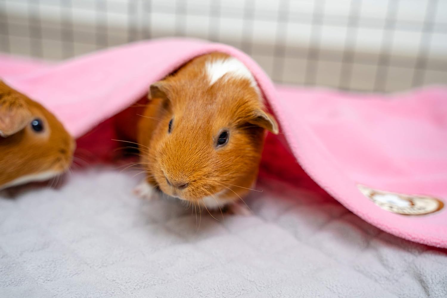 Amazon Guineadadライナー C C 2x4サイズ ピンク モルモットフリースケージライナー モルモット寝具 穴掘りポケットスリーブ 余分な吸収性の竹 防水底 Guineadad ベッド クッション 通販