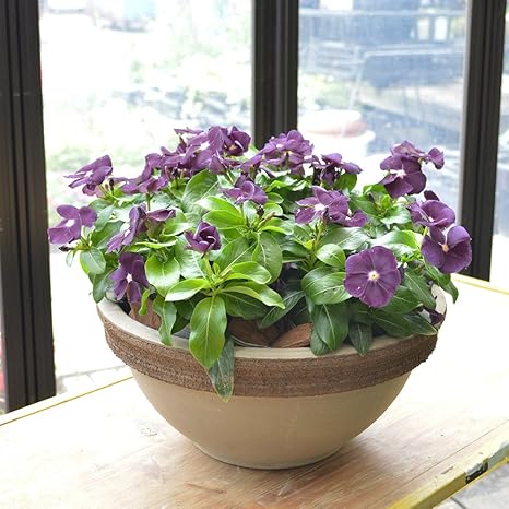 Amazon Co Jp Elf Rules Vase Flowers Day Of Grass Black Purple Burakkuberi Zyamu Home Kitchen Amazon Co Jp Elf Rules Vase Flowers Day Of Grass Black Purple Burakkuberi Zyamu Home Kitchen