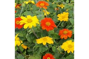 Outsidepride 500 Seeds Annual Tithonia Mexican Sunflower Flower Seed Mix for Planting