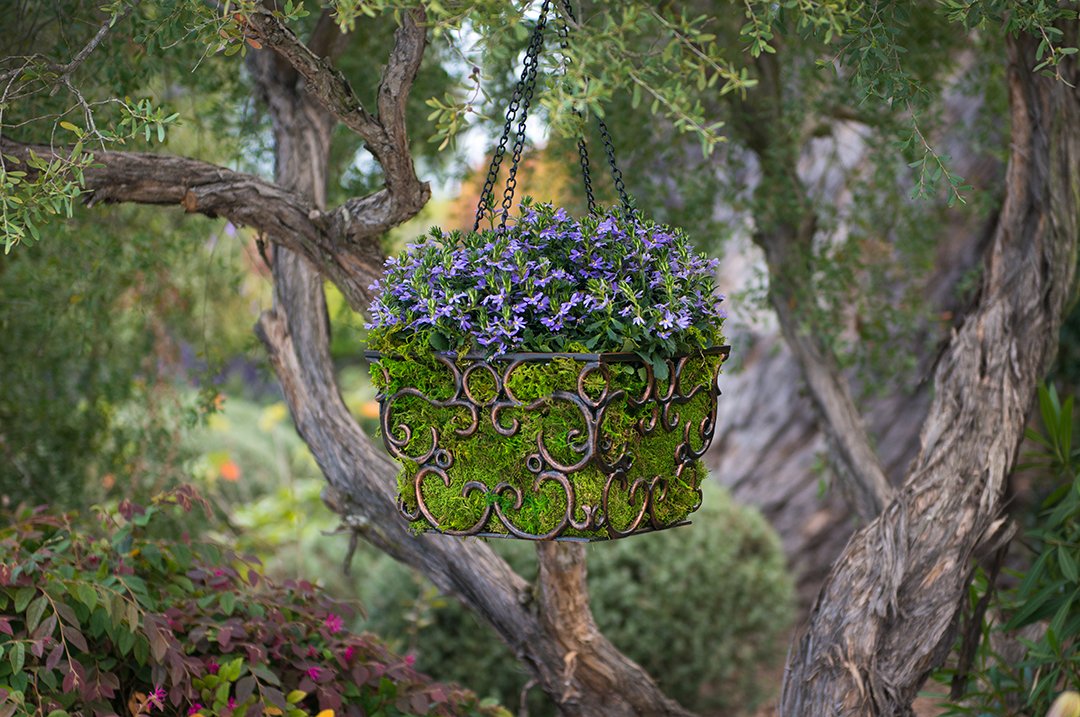 SuperMoss (21508) Preserved Sheet Moss, Fresh Green, 5 Pounds