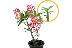 ragnaroc Live Succulents – Adenium Obesum Desert Rose 3-6” Tall 2" Plug - 1ct - Color When Flowering May be Pink or Red, Bonsai Caudex - Live Arrival Guaranteed - House Plants for Home Decor & Gift