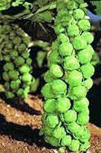 Brussel Sprouts Seed, Churchill, Heirloom, Non GMO, 25+ Seeds, Early Delicious Veggie Country Creek Acres