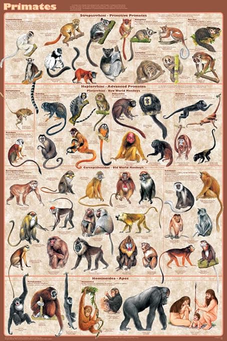 Laminated Primates Poster 24x36, Monkey, Ape, Lemur: Amazon.co.uk: Welcome