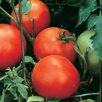 Amazon Com Burpee Celebrity Hybrid Slicing Red Tomato Disease Resistant 35 Seeds Garden Outdoor