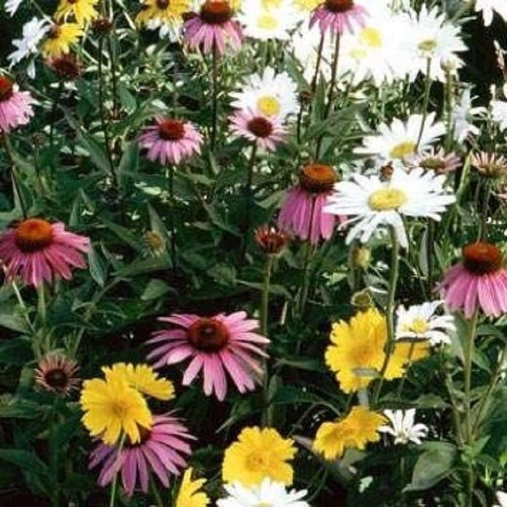 Partial Shade Wildflower Seed Mix Bulk 27,000 Seeds Amazon.ca