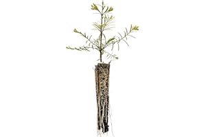 Dawn Redwood | Small Tree Seedling | The Jonsteen Company
