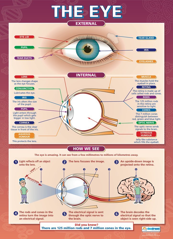 The Eye Science Posters Gloss Paper Measuring 850mm x 594mm (A1