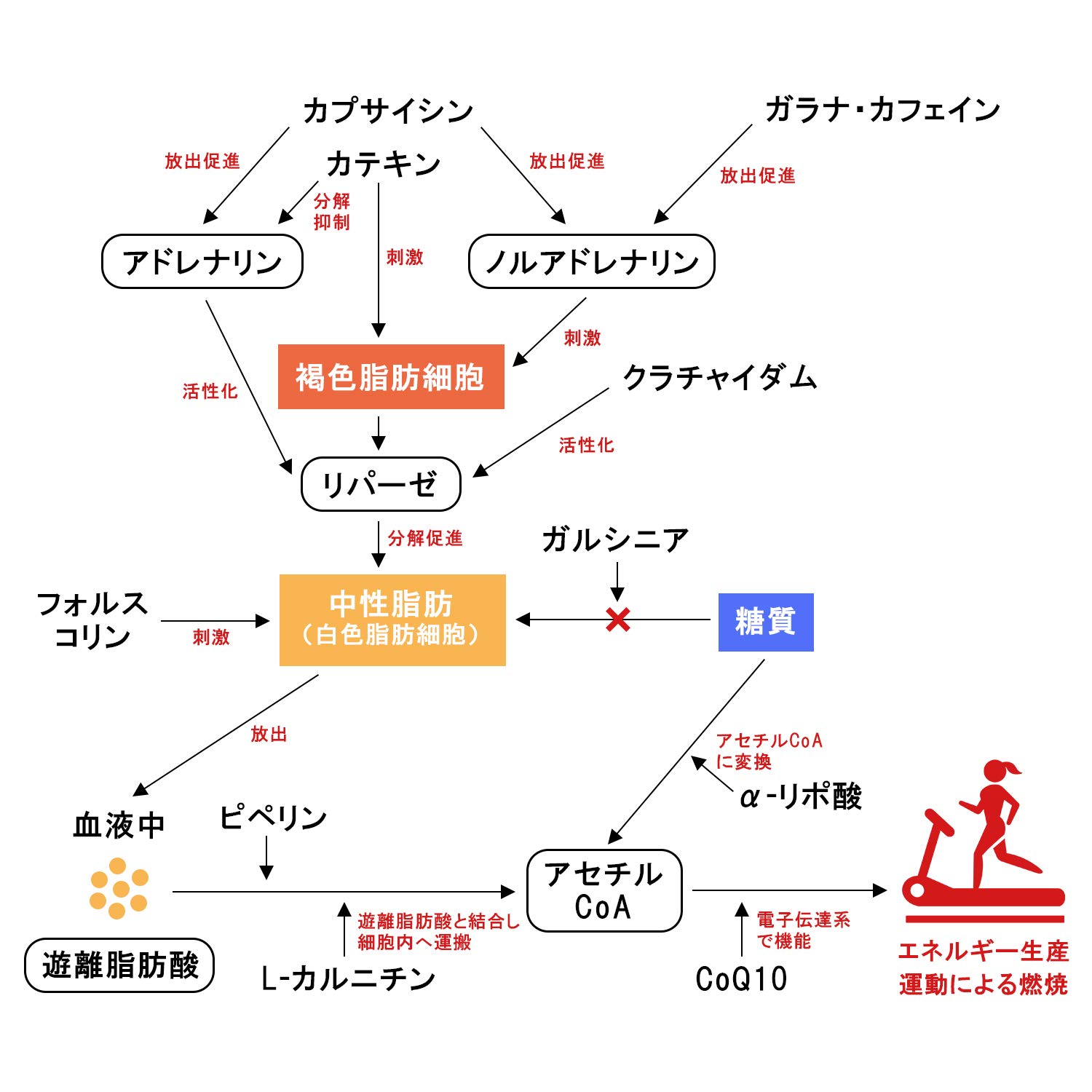 Mua Firebody ダイエット サプリ 燃焼 L カルニチン コレウスフォルスコリ サプリメント 厳選11成分 180粒 Tren Amazon Nhật Chinh Hang 21 Fado