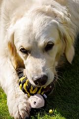 Petface Bert Rope Ball Dog Toy view 8