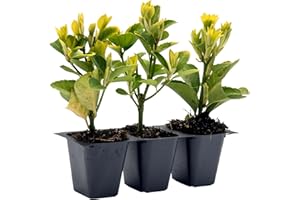 CITRONELLAKING 3 Golden Euonymus Shrubs | Live Plants in 2.5-inch Nursery Cubes | Japonica ‘Aureo-Marginatus’ Variety | Easy-Care Evergreen | Variegated Yellow-Green Foliage | Hedges & Shrubs for Home & Garden