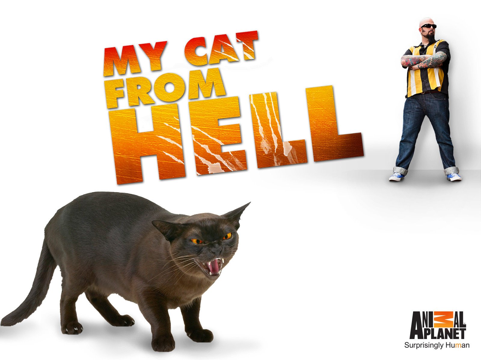 my cat from hell season 6