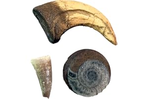 GRANT FIELD SPECIMENS Dinosaur & Fossil Discovery Bundle – Velociraptor Claw Replica, Genuine Mosasaur Tooth & Ammonite Fossil (Set of 3)
