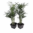 Victorian Parlor Palm 2 Plants - Chamaedorea - Indestructable - 3" Pots