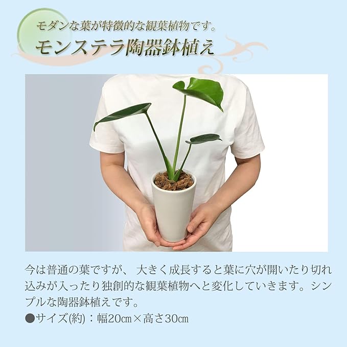 Amazon 花のギフト社 モンステラ ヒメモンステラ ミニ観葉植物 モンステラ鉢植え 観葉植物 オンライン通販