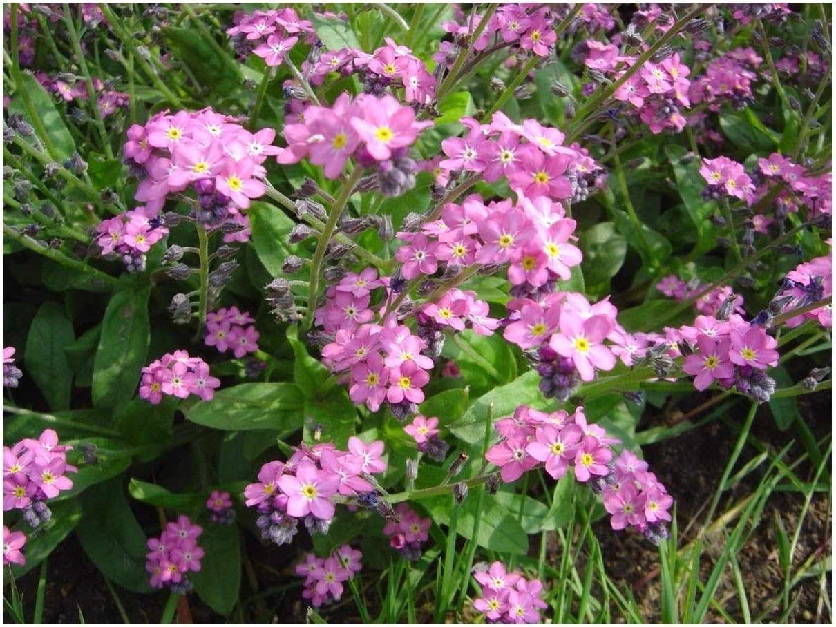 PREMIER SEEDS DIRECT - FORGET ME NOT - MYOSOTIS ALPESTRIS - ROSE - 0.7 gm ~ 1000 seeds, Rose,White