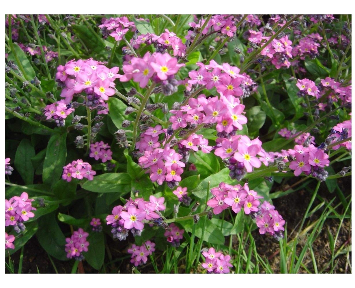 PREMIER SEEDS DIRECT - FORGET ME NOT - MYOSOTIS ALPESTRIS - ROSE - 0.7 gm ~ 1000 seeds