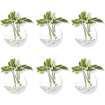 Amazon.com: Pack of 6 Glass Planters Wall Hanging Planters Round ...