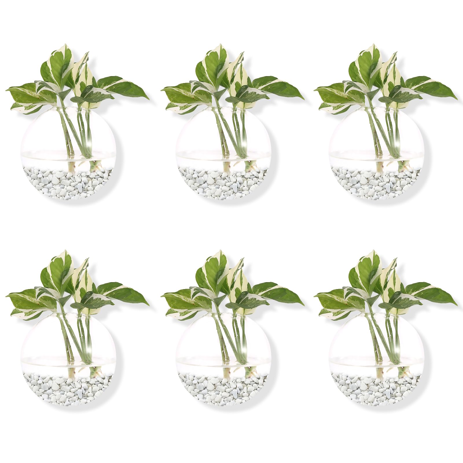 tall money tree plant Full Size Money Tree main image 0