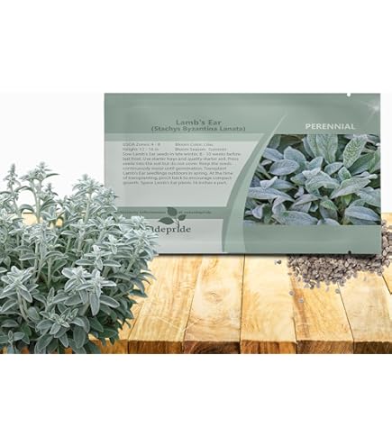 Amazon.com : Lambs Ear Seeds for Planting - Heirloom Wooly Betony - Silvery  Perennial Flowering Plants for Shade Gardens, Borders & Drought Tolerant  Landscapes - Survival Garden Seeds (1 Pack) : Patio, Lawn & Garden