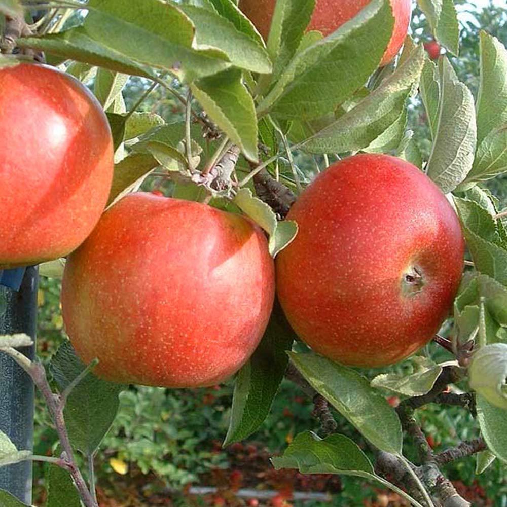 4-5ft Fruit Tree | Eating Apple Tree Malus domestica Braeburn MM106 Garden & Outdoors Trees