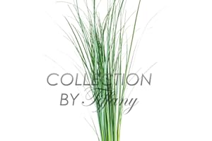 COLLECTION BY TIFFANY Fresh Bear Grass for Vase Filler Green Arrangement Bouquet
