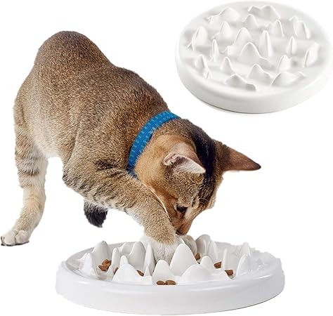 cat slow bowl