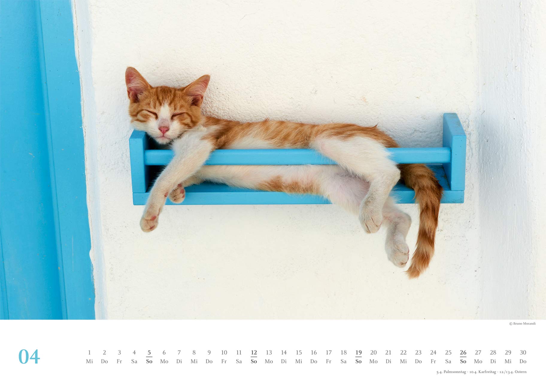 Sleeping Cats 2020 Wandkalender Format 29 5 X 42 Cm German