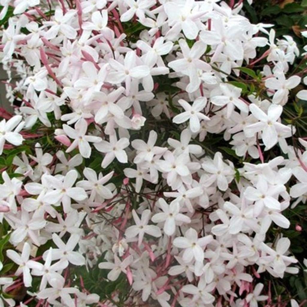 Dserw 20Pcs Jasminum Grandiflorum Seed Ornamental Flower White Pure Garden Balcony Bonsai Decoration