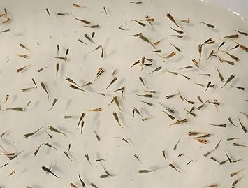 Amazon 生体 メダカ稚魚 ハイグレードミックスめだかの稚魚30匹 めだか 本州 山口県省 四国限定 高﨑らんちゅう 観賞魚 水中生物 通販