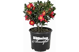 Blooming & Beautiful - Yuletide Camellia - 3 gal - Evergreen Shrub - Red Flowers with Bright Yellow Stamens - Fall Winter Bloom - Zones 7-10 - Camellia Sasanqua 'Yuletide' - 3 Gallon Pot