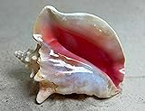 Shell King Queen Conch Shell 6"-8" - Bahamas