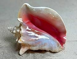 Shell King Queen Conch Shell 6"-8" - Bahamas