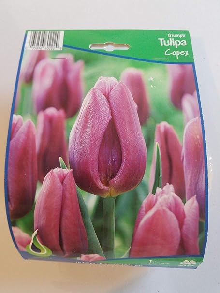 Amazon Co Jp 発芽seeds Copexパープルトライアンフチューリップ 10個の球根 のtulipa 12 センチ球根 ホーム キッチン
