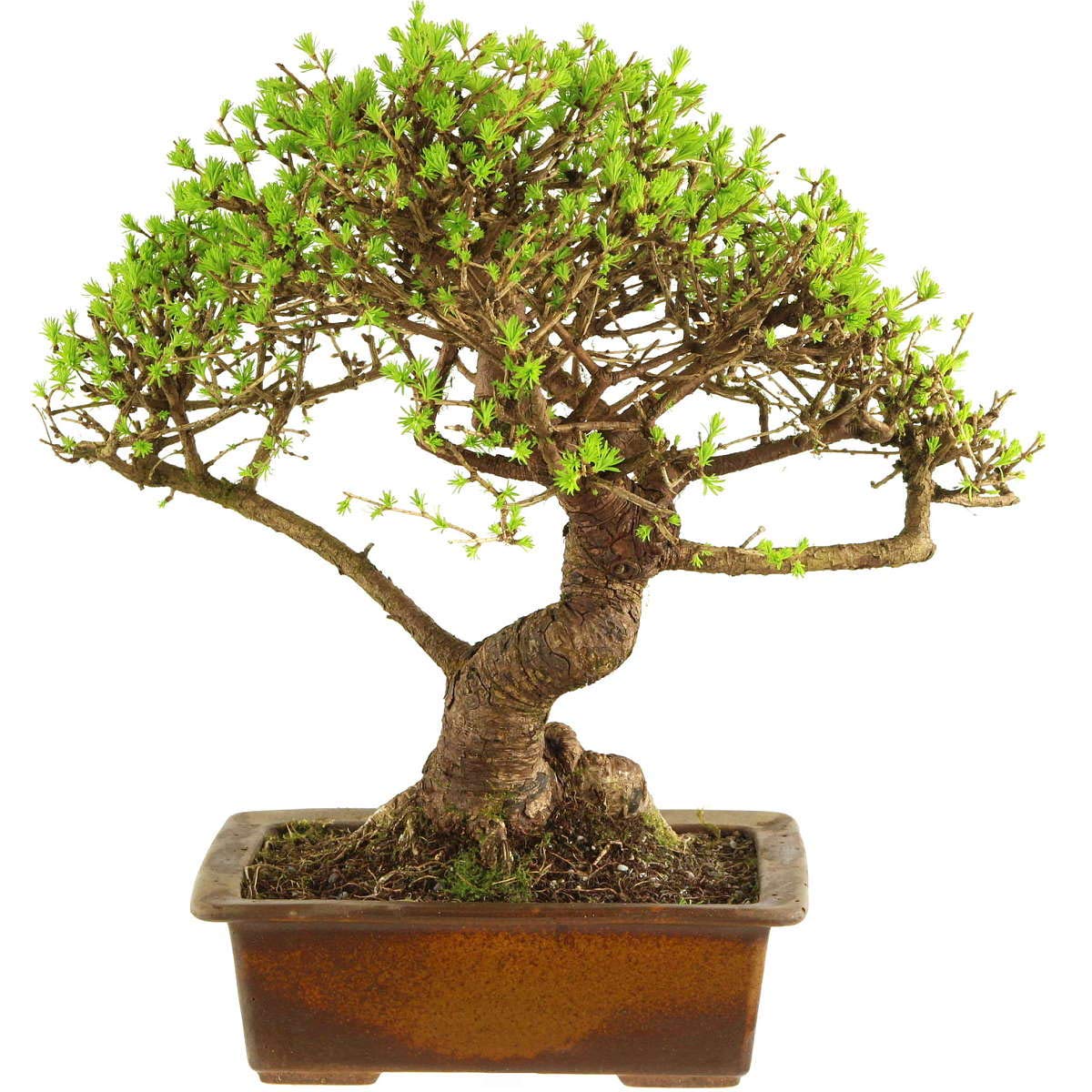 Japanese Larch, Bonsai, 14 Years, 42cm Amazon.co.uk Garden & Outdoors