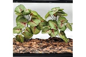 FLmoving Reptile Plants for Terrarium, Amphibian Habitat Decor Artificial Hanging Plants with Suction Cup, Artificial Plants for Gecko Chameleon Snake Tortoise Tank Accessories. 2-Pack (Begonia-B)
