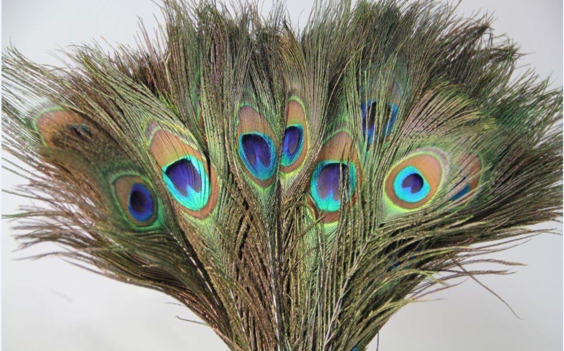WI Peacock Feather for Home Decor Set of 5 Amazon.in Home & Kitchen